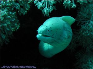 Peppered Moaray, Tetra-3030 Digi Cam, no strobe, Sharm El... by chris huck 